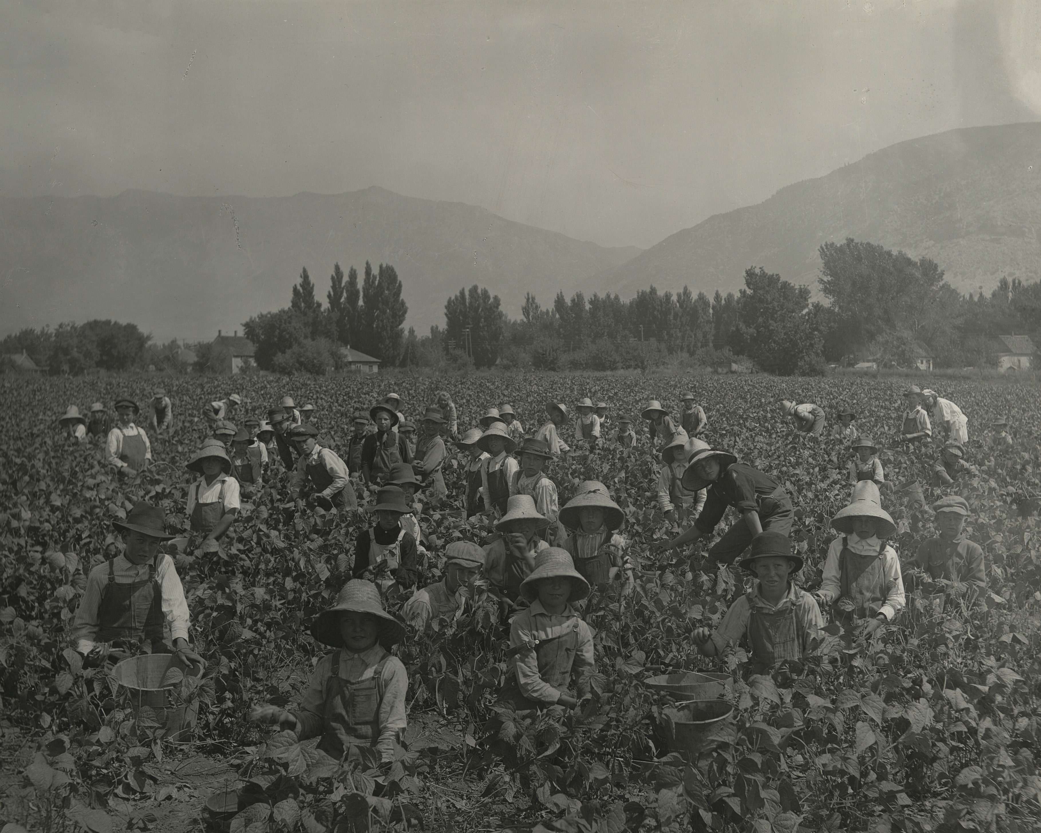Children picking green beans in Weber County