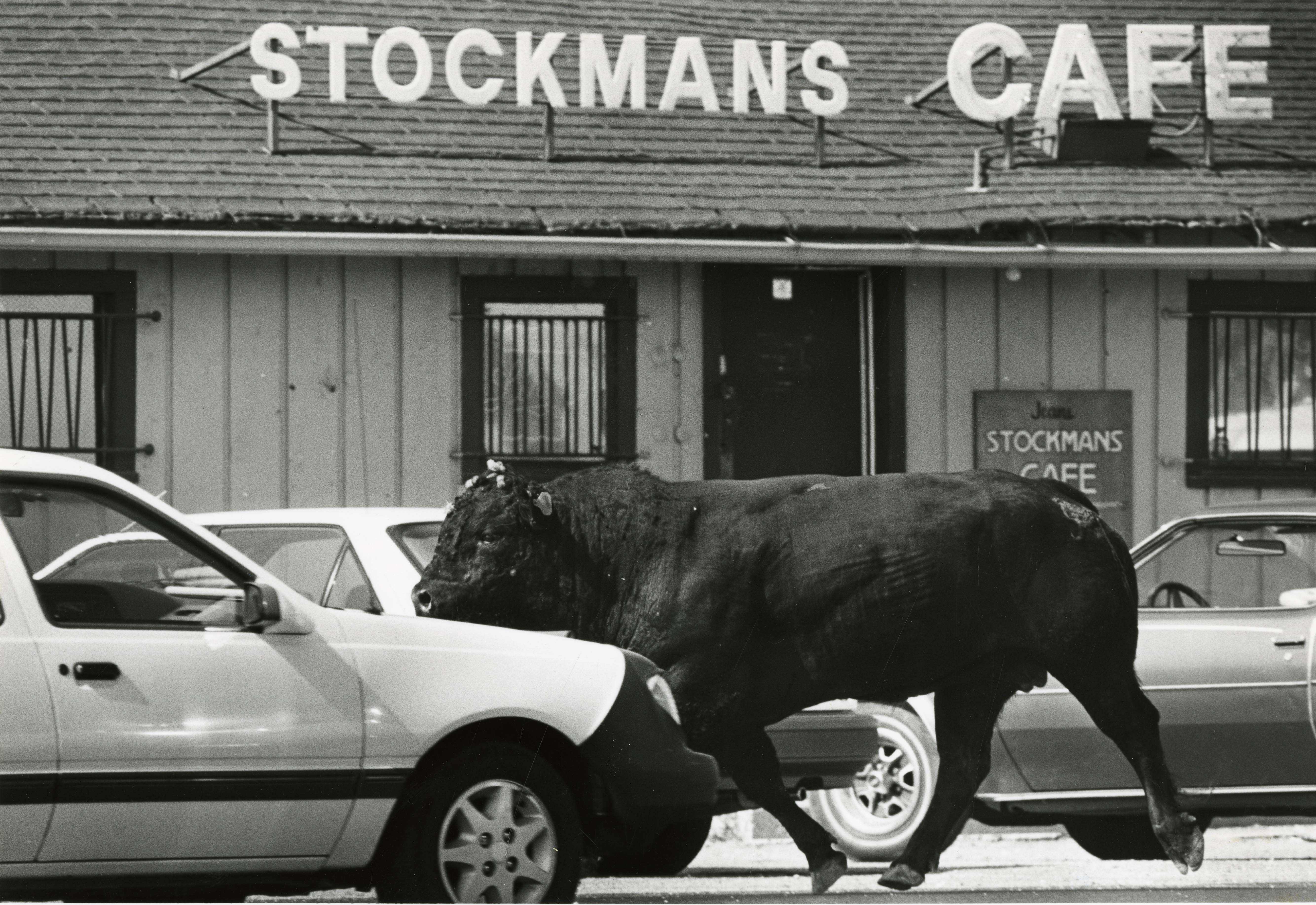 A loose bull in front of Stockmans Cafe owned by Jean Stockman at 505 Exchange Road